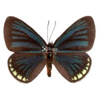 EUMAEUS TOXEA